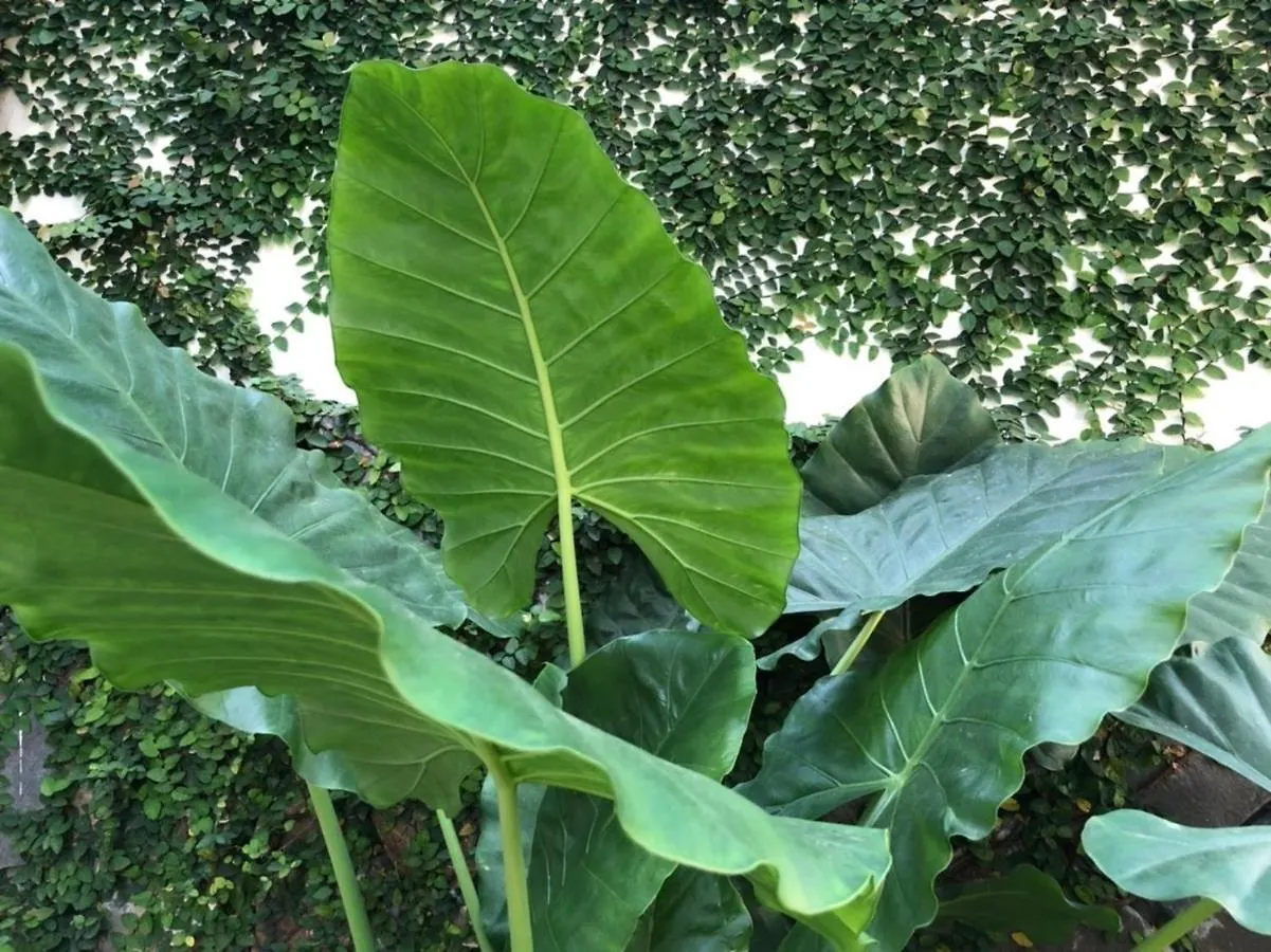 Sunny Garden Homestay Hoi An Vietnam
