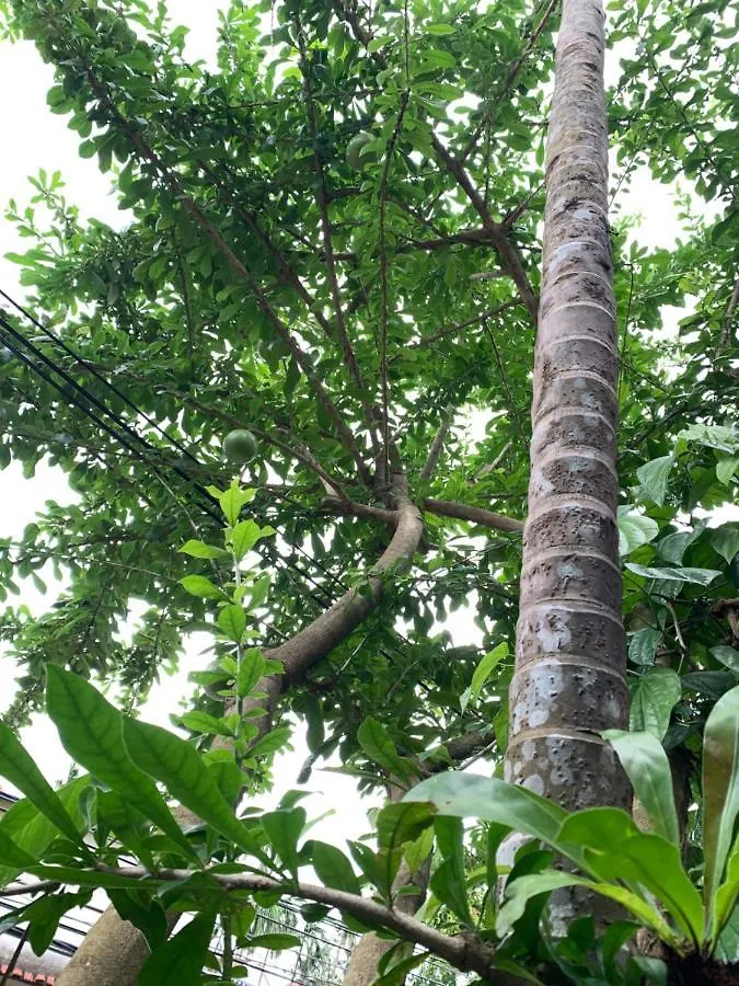 Sunny Garden Homestay Hoi An 0*,